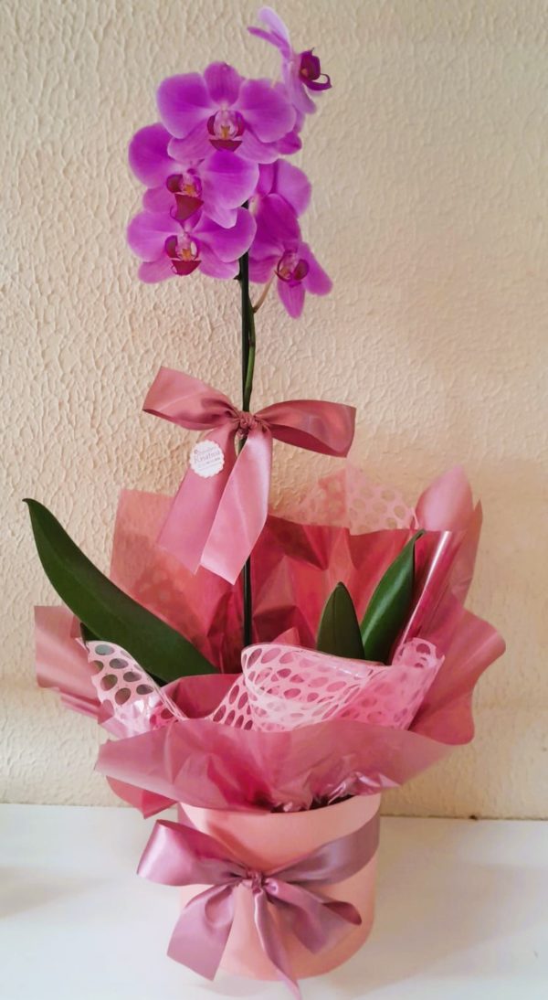 REF 155 ORQUIDEA MEDIA COM 1 HASTE  COM EMBALAGENS